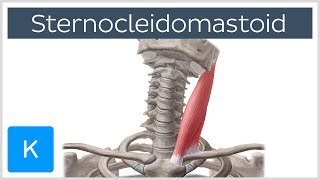 Sternocleidomastoid Muscle Function amp Anatomy  Human Body  Kenhub [upl. by Mazman77]