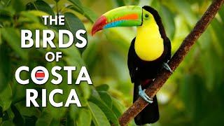 The Beautiful Birds Of Costa Rica  Animalogic Wild [upl. by Suzanna]