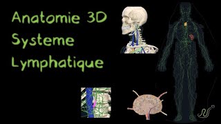 Description Anatomique 3D du Système lymphatique Naturosoutien [upl. by Lesna741]