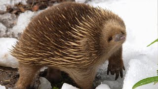 What In The World Is An Echidna  Survival of the Weirdest  Love Nature [upl. by Gianni]