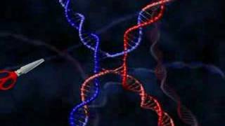 DNA Holliday Junction [upl. by Nedrob]