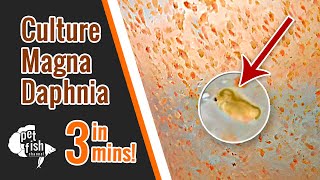 How to culture DAPHNIA MAGNA  The easy way [upl. by Lymn]