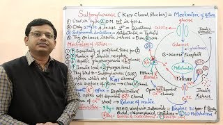 Diabetes Mellitus Part10 Mechanism of Action of Sulfonylurease  Antidiabetic Drugs  Diabetes [upl. by Nyar]