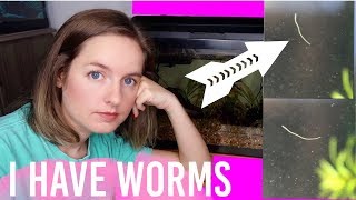 How To Get Rid Of Worms In Fish Tank Aquarium  Detritus amp Planaria [upl. by Wilow]