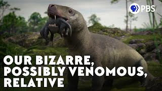 Our Bizarre Possibly Venomous Relative [upl. by Recnal]