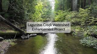 Lagunitas Creek Habitat Restoration Project [upl. by Colley]