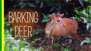 Barking Deer  Indian Muntjac Muntiacus muntjak  Facts and Details [upl. by Eselahc]