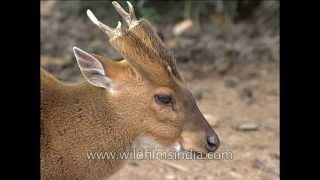 Indian muntjac or Barking Deer [upl. by Leonanie]