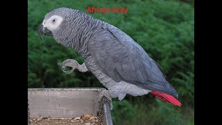 African Grey Parrot Sounds in the world 2020 [upl. by Rolyat]