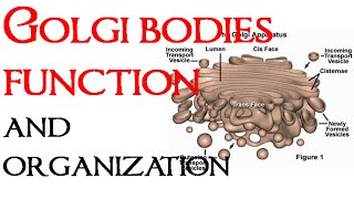 Golgi bodies function and organization [upl. by Walczak61]