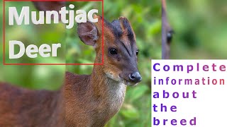 Muntjac Deer Pros and Cons Price How to choose Facts Care History [upl. by Atiras150]