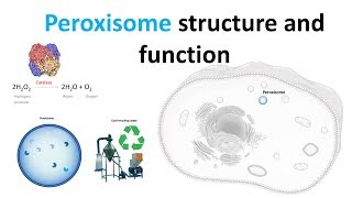 Peroxisomes Structure and function [upl. by Fisken]