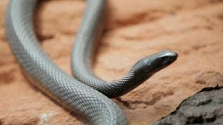 Why Do Venomous Animals Live In Warm Climates [upl. by Ettigirb]