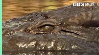 Top 5 Killer Crocodile Moments  BBC Earth [upl. by Neely]