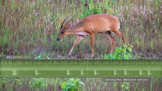 Barking Deer Sounds  A muntjac deer calls at night in Thailands rainforest [upl. by Tarkany]