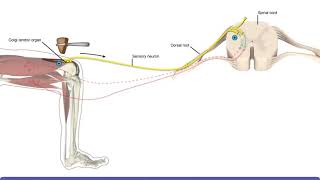 Detailed Animation on Tendon Reflex [upl. by Nelehyram]