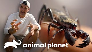 3 Animales exóticos del mundo  Wild Frank  Animal Planet [upl. by Kleper397]