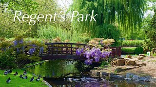 Regent’s Park  Royal Parks London [upl. by Bonita557]