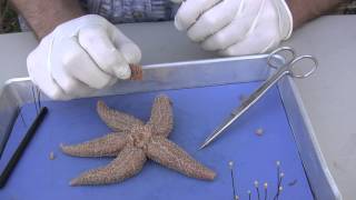 Starfish Dissection [upl. by Laurita]