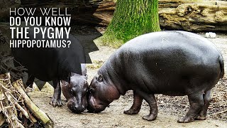 Pygmy hippopotamus  Description Characteristics and Facts [upl. by Pennington426]