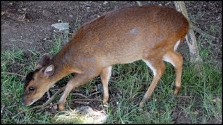 Muntjac Deer Muntiacus reevesi [upl. by Henryetta657]