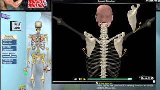 How Scapular Movement Works 3D Anatomy amp Diagrams [upl. by Kciv]