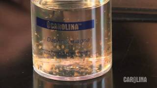 How to Care for Daphnia [upl. by Sirahs]