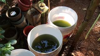 How to grow Green Water Algae [upl. by Nalyad776]