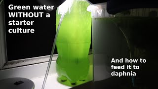 Green Water WITHOUT a Starter Culture  From Scratch  How To [upl. by Vargas]