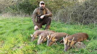 Muntjac amp Cwd hunt with Irishsafarishunting [upl. by Doowyah]