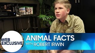 Animal Facts with Robert Irwin Muntjac Deer [upl. by Aramak]