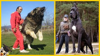 Top 10 Grootste Honden ter Wereld [upl. by Larrad]