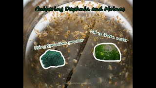 How To Culture Daphnia and Moinas using Green Water Spirulina powder [upl. by Jaal]