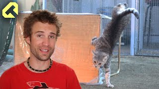 How to stop cats going on your car  The best cat video ever [upl. by Boyse]