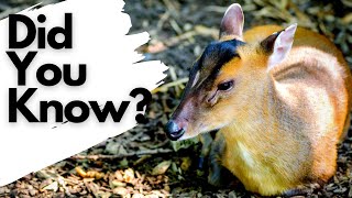 Things you need to know about MUNTJAC [upl. by Ydisahc730]