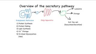 Overview of the secretory pathway [upl. by Brian]