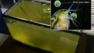 Raising Daphnia for the Freshwater Aquarium [upl. by Itra]