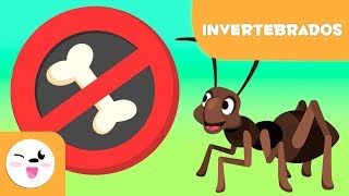 Animales invertebrados para niños  Introducción [upl. by Thacker]