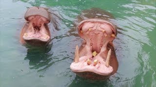 Dallas Zoo Hippos Open Mouths 150 Degrees [upl. by Tanya702]