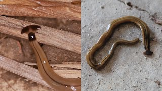 Hammerhead Flatworms Are Gross and Bad [upl. by Soelch]