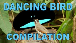 Weird amp Wonderful Dancing Birds Compilation Part 1 [upl. by Nnyltiac893]