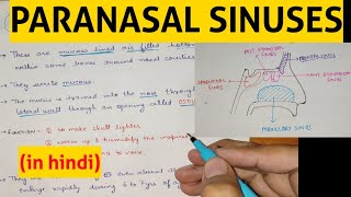 Paranasal Sinuses  4  Sphenoid Sinus [upl. by Chiquia]