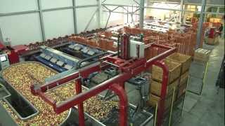 Sorter  6 lines sorting machine with robot for unloading apples and pears [upl. by Romanas]