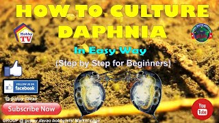 HOW TO CULTURE DAPHNIA In Easy Way [upl. by Aschim]