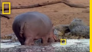 Harmonious Hippos and Crocs  National Geographic [upl. by Angrist89]