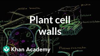 Plant cell walls  Structure of a cell  Biology  Khan Academy [upl. by Airpal894]