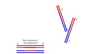 Homologous Recombination [upl. by Dich372]